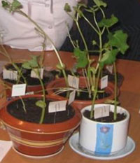 Проект польза растений 1 класс