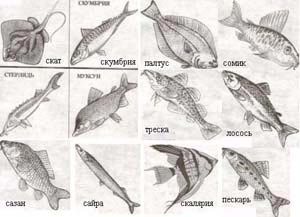 Рыба на букву н 4 буквы. Рыбы на конце мягкий знак. Названия рыб с ь знаком на конце. Название рыб с окончанием на ь. Название рыб с мягким знаком.