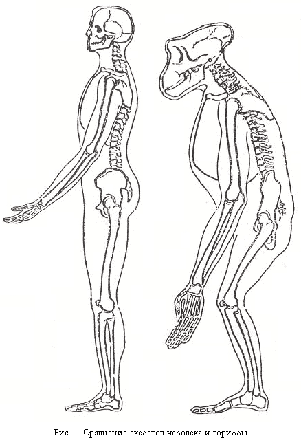 Отличие скелета человека от млекопитающего. Скелет человека и человекообразных обезьян. Грудная клетка человека и человекообразных обезьян. Позвоночник человека и человекообразных обезьян. Строение человекообразных обезьян.