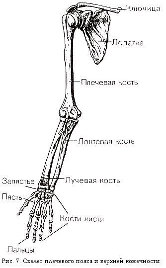 Скелет верхней конечности рисунки. Кости верхней конечности человека рисунок. Скелет верхней конечности анатомия рисунок. Скелет верхней конечности человека рисунок. Скелет верхней конечности человека анатомия рисунок с подписями.
