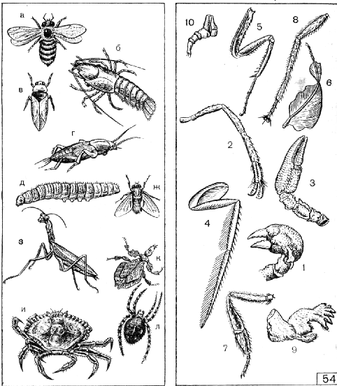 В каких средах по вашему мнению обитают насекомые ножки которых изображены на рисунке