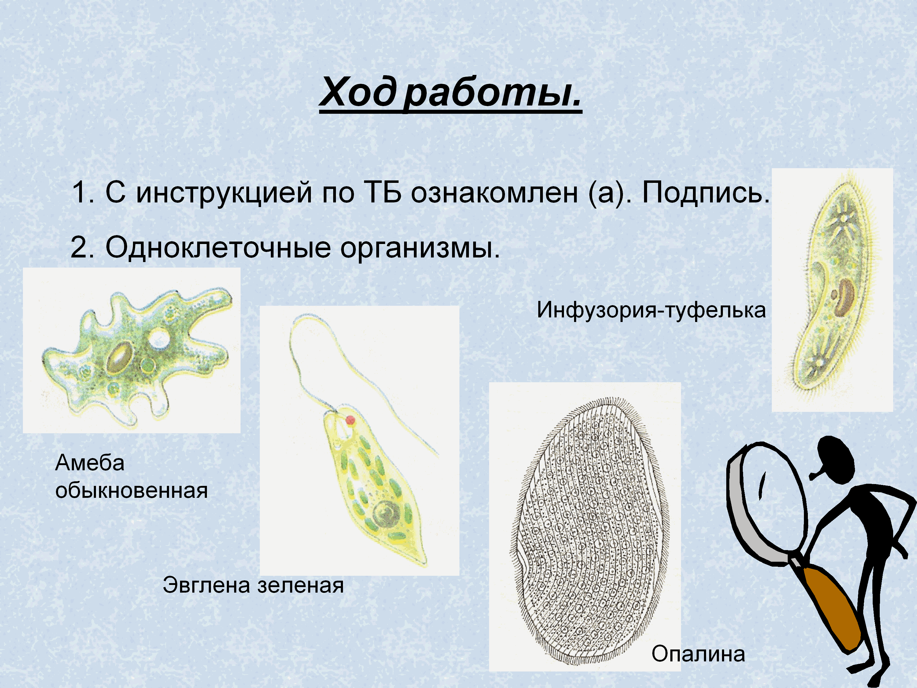 Одноклеточные и многоклеточные организмы под микроскопом