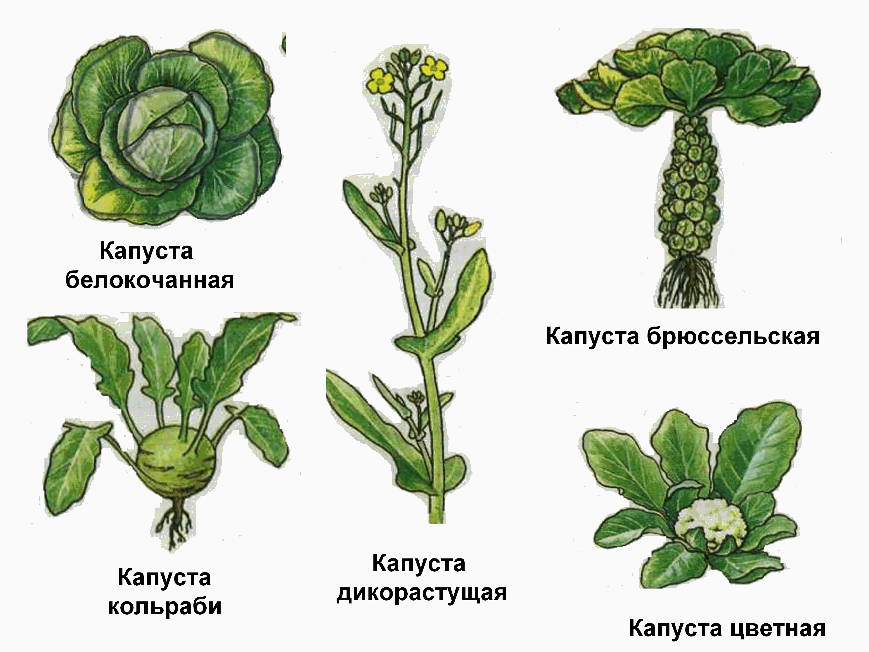 Дикая форма растений. Дикий предок брюссельской капусты. Разные виды растений одного рода. Растения одного рода но разных видов.