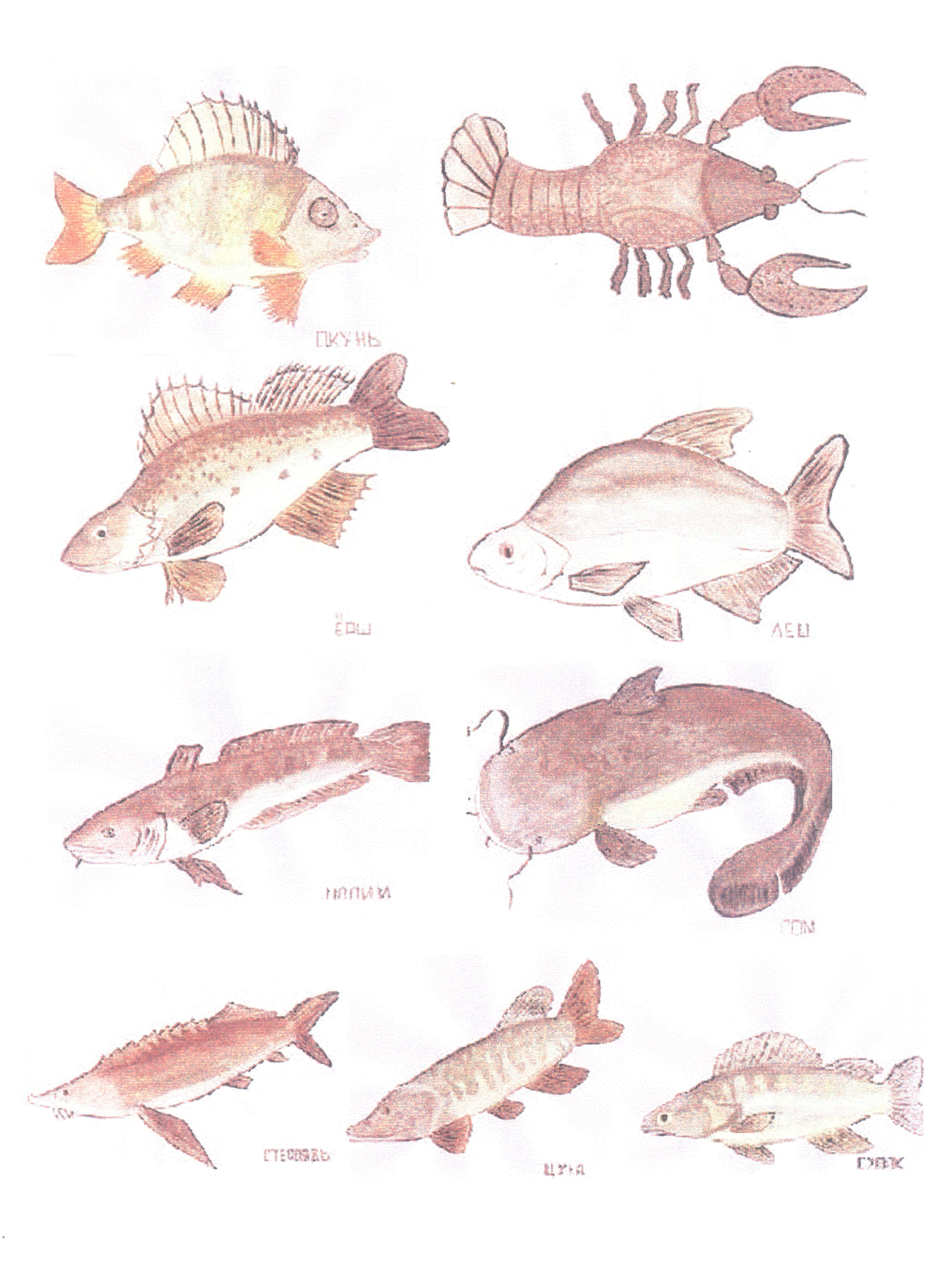 речные рыбы картинки для детей с названиями