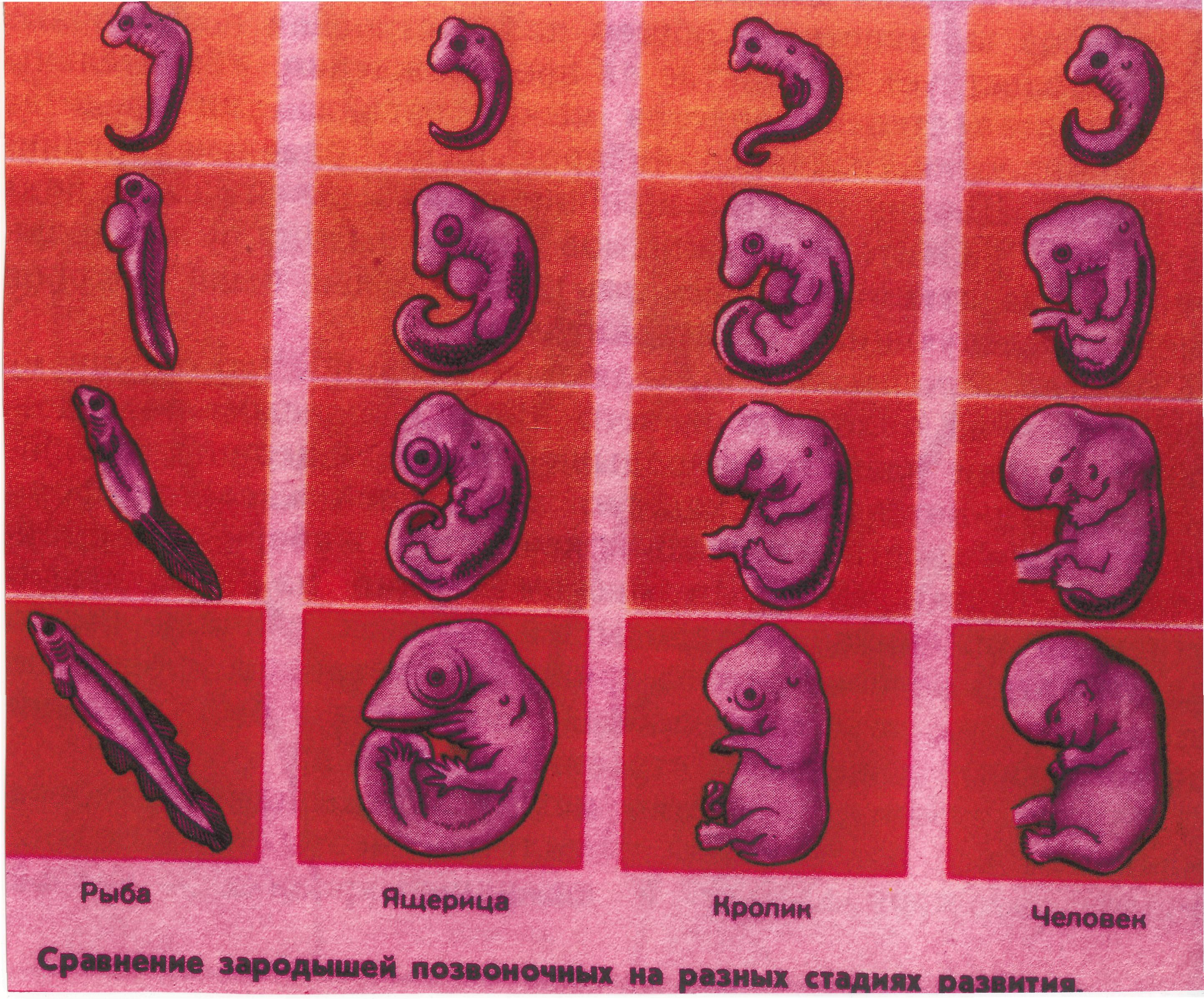 Развитие плода по неделям. Эмбрионы на разных стадиях развития. Стадии развития человека в утробе. Эмбрион человека на разных стадиях развития. Развитие эмбриона по неделям.