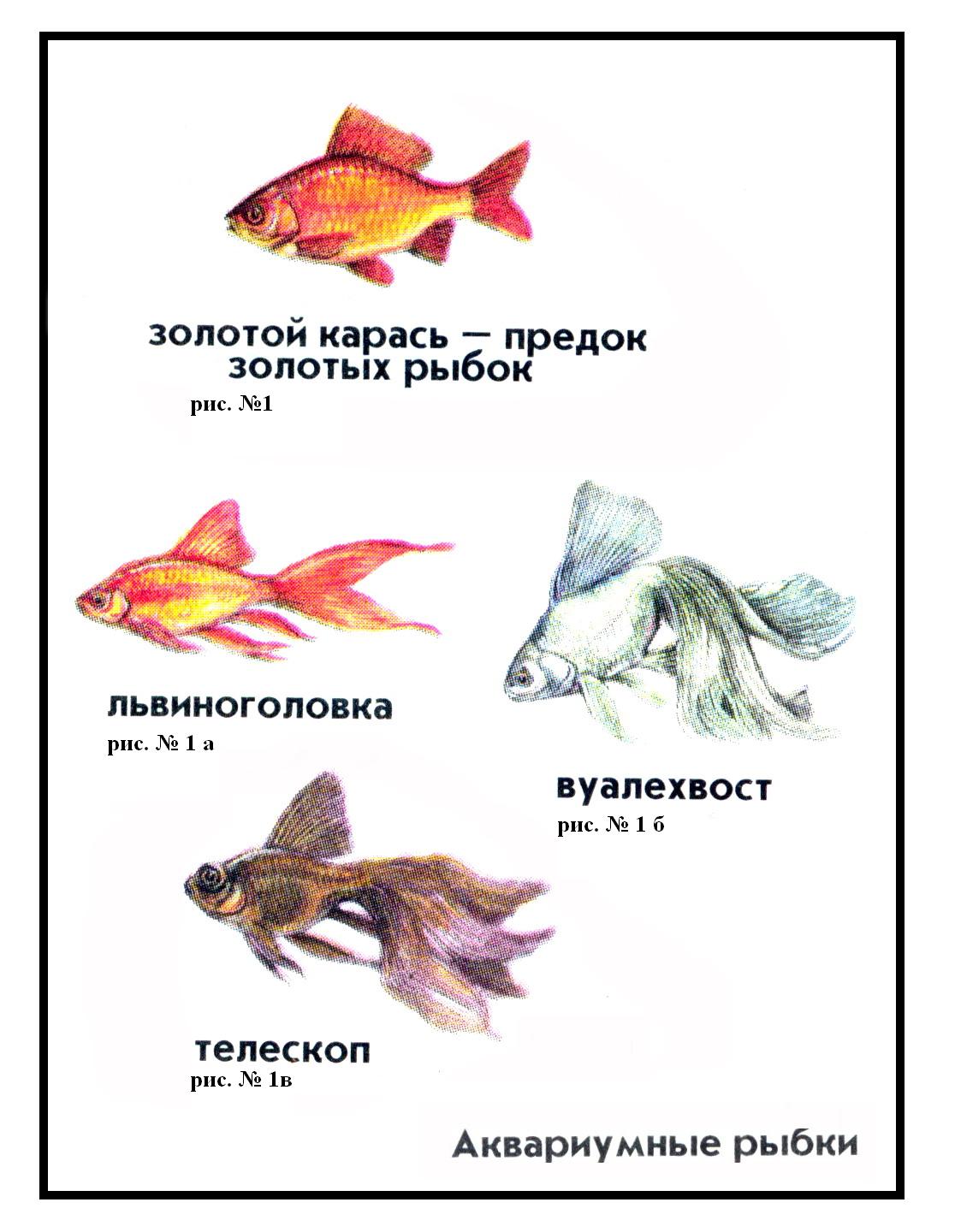 Аквариумные рыбки для дошкольников фото и описание