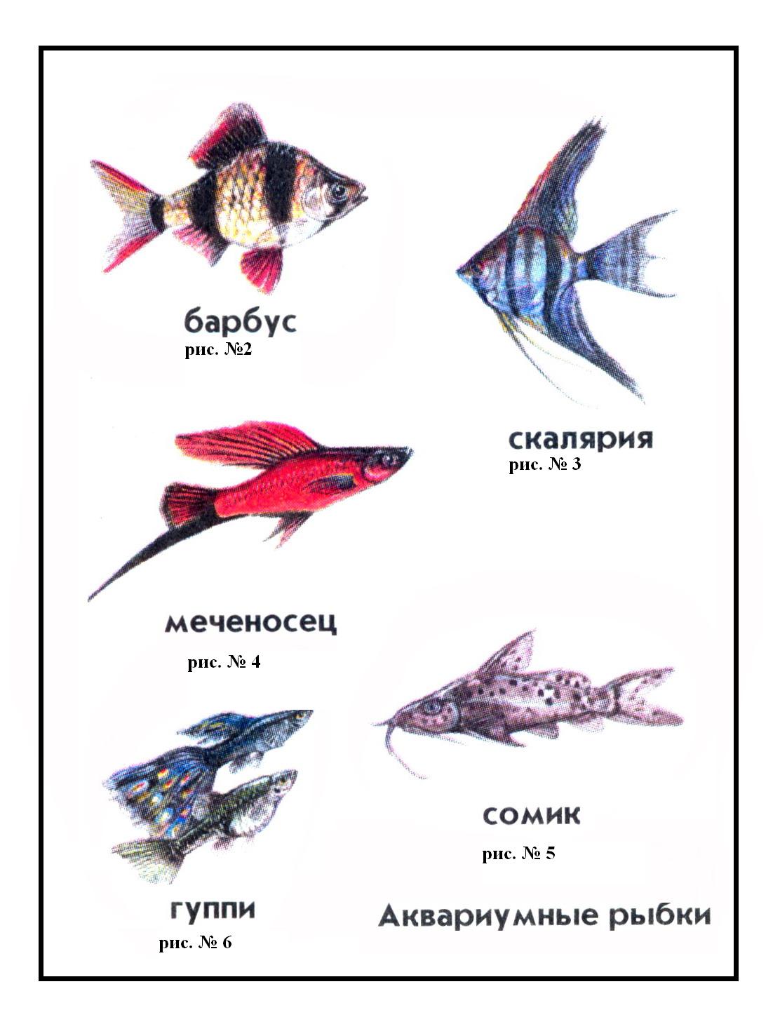 Аквариумные рыбки названия