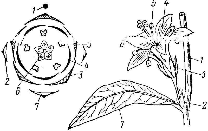Диаграмма цветка хвойных растений. Багульник болотный диаграмма цветка. Мелантиевые диаграмма цветка. Семейство Синюховые формула цветка. Дрок красильный диаграмма цветка.