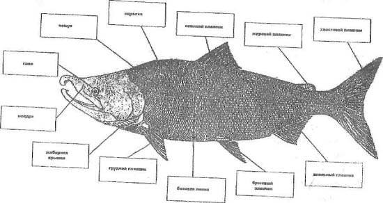 Тема 3. Плавники рыб, их обозначения, строение и функции