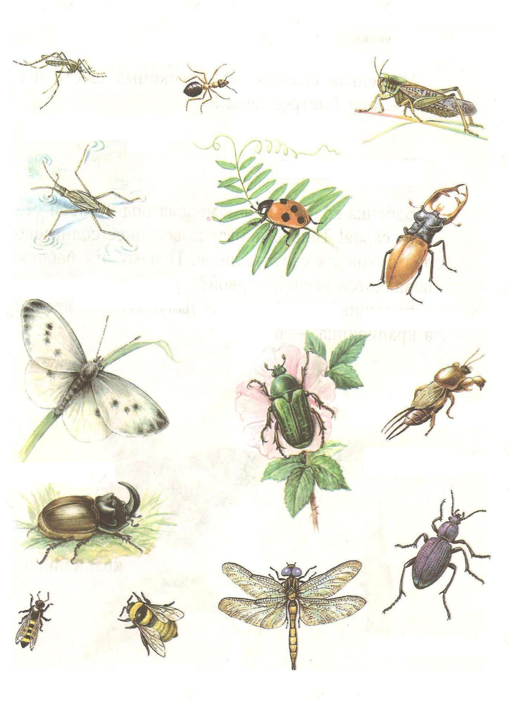 найти картинки насекомых