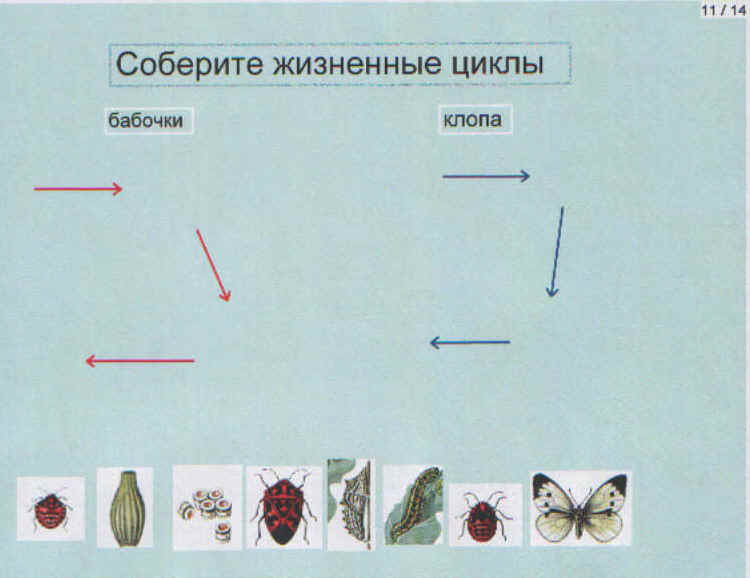 Жизненный цикл насекомых с полным превращением. Опорный конспект насекомые. Соберите жизненные циклы клопа. Одной из стадий развития жука является куколка.