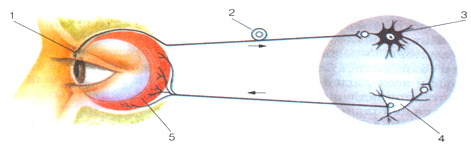 Рефлекторная дуга мигательного. Схема рефлекторной дуги мигательного рефлекса. Рефлекс мигательного рефлекса. Дуга мигательного рефлекса. Рефлекторная дуга мигательного рефлекса биология 8.