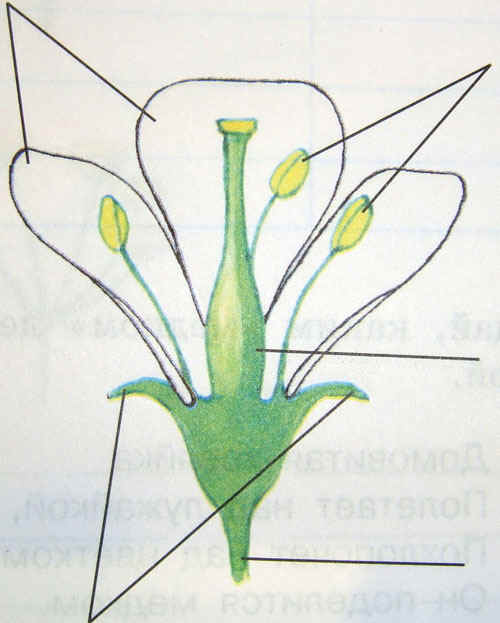Подпишите рисунок строение цветка. Строение цветка. Карточка строение цветка. Части цветка для дошкольников. Модель цветка биология.