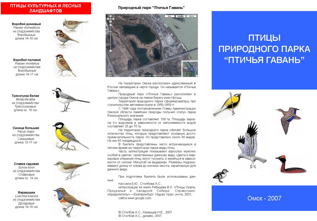 Зимующие птицы пермского края фото с названиями и описанием