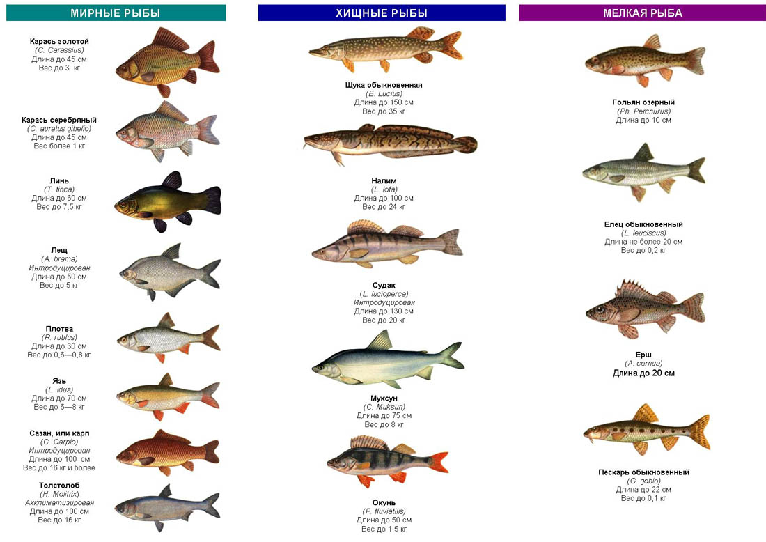 Разновидность речной рыбы фото