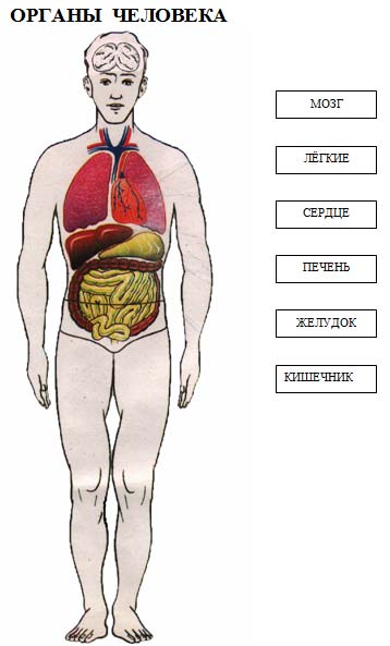 Строение человека модель 2 класс. Схема внешнее и внутреннее строение тела человека. Органы человека схема 2 класс. Макет внутренних органов человека. Внутренне строение человека модель.
