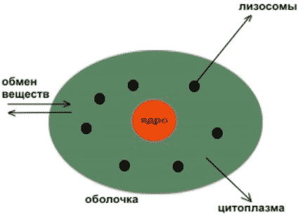 Лизосома упаковка веществ. Лизосома внутреннее строение. Схематичное изображение лизосомы. Лизосомы рисунок с подписями. Лизосомы рисунок схематично.