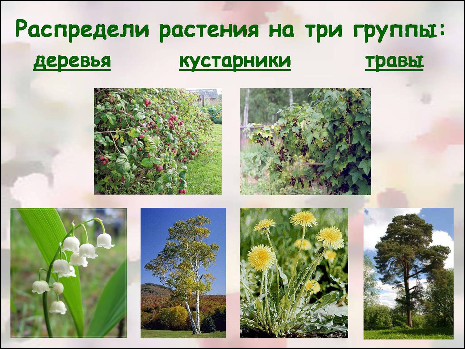 Распределите растения на группы