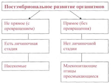 Постэмбриональный период схема