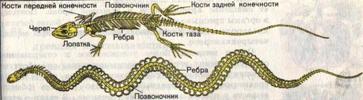 Змеи биология 7 класс