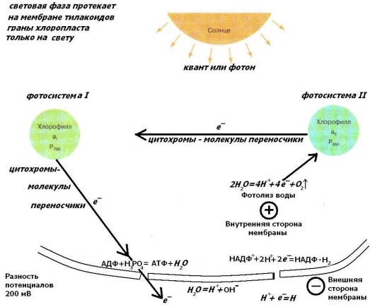 Световая фаза фотосинтеза схема