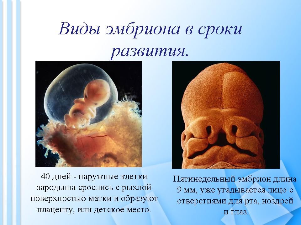 Зародыш Человека Фото