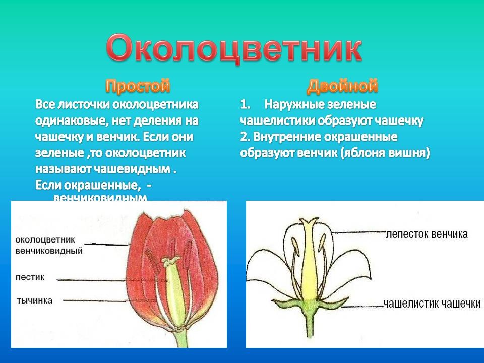Простые цветки биология. Околоцветник у тюльпана6клас. Листики околоцветника однодольных. Овес строение околоцветника. Строение околоцветника Однодольные.