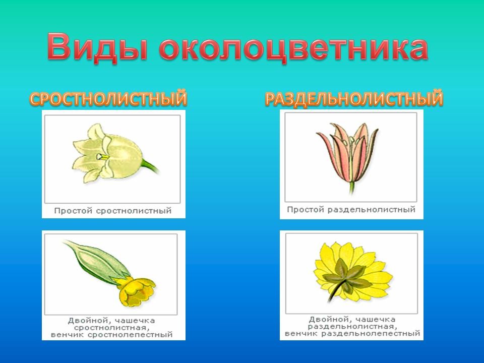 Какой околоцветник у растений. Сростнолистный околоцветник. Сростнолистный венчик. Раздельнолистный околоцветник. Виды околоцветника.