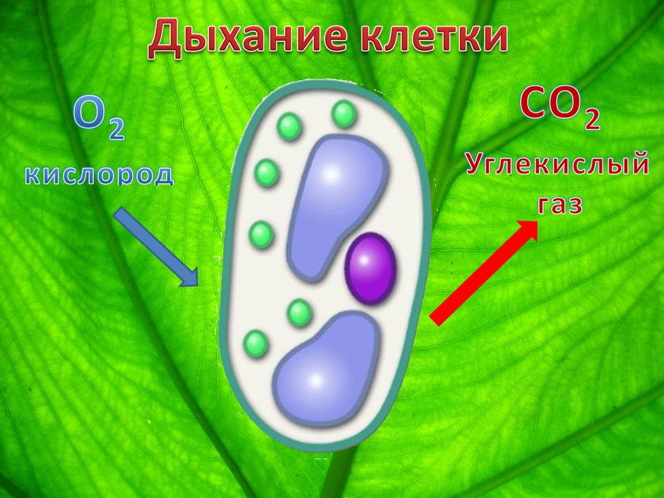 Все живые клетки растения активно поглощают кислород. Дыхание клетки 5 класс биология. Процессы жизнедеятельности растительной клетки 6 класс биология. Дыхание клетки 5 класс.