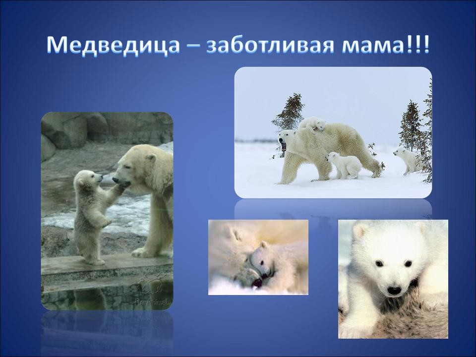 Белый медведь где обитает на каком. Белый медведь для дошкольников. Презентация на тему белый медведь. Проект про белого медведя. Занятие белый медведь.