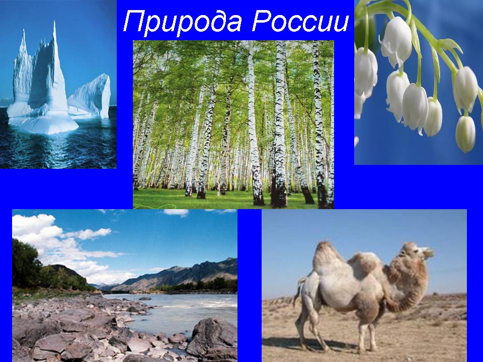 Тема природа 5 букв. Проект природа России. Природа России презентация. Природа для презентации. Окружающий мир тема природа.