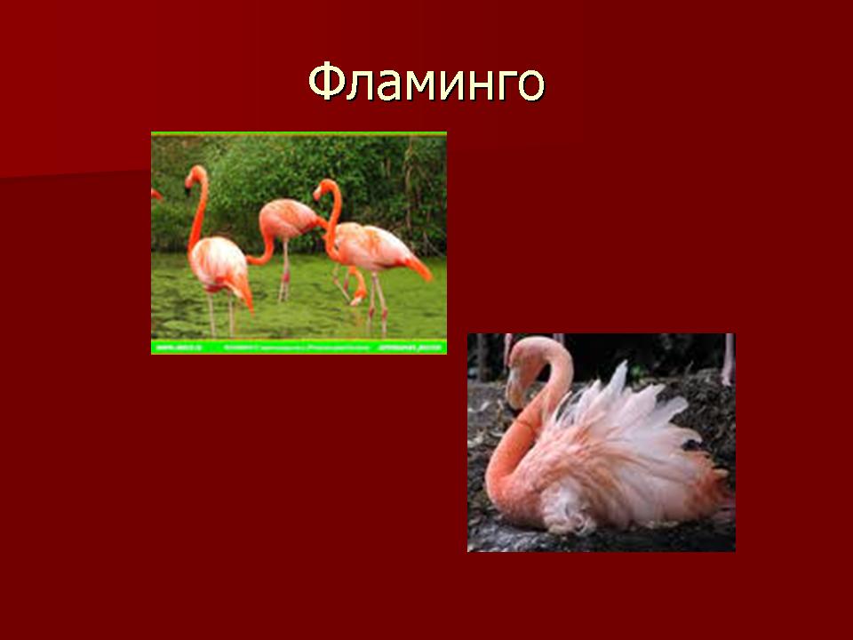 Красная Книга Казахстана Животные Фото И Описание