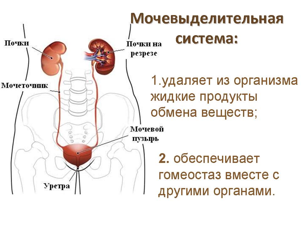 Картинки по запросу "фото схема мочевыводящей системы у детей"