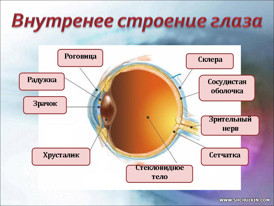 Следующие структуры глаза. Роговица зрачок хрусталик сетчатка радужка. Внутреннее строение глаза функции. Биология 8 класс зрительный анализатор строение и функции глаза. Орган зрения строение и функции анатомия.
