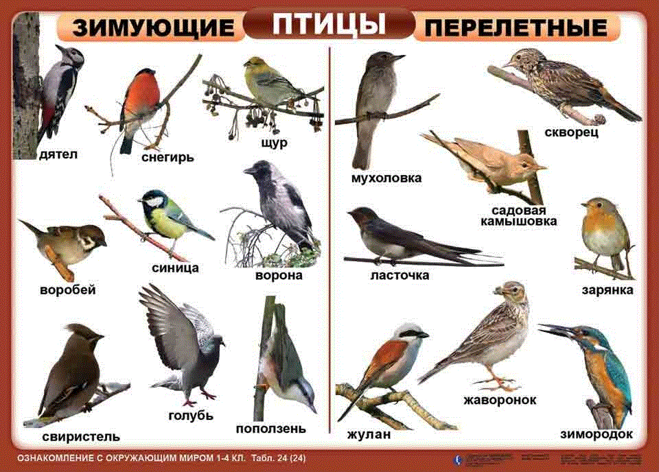 Зимующие птицы москвы