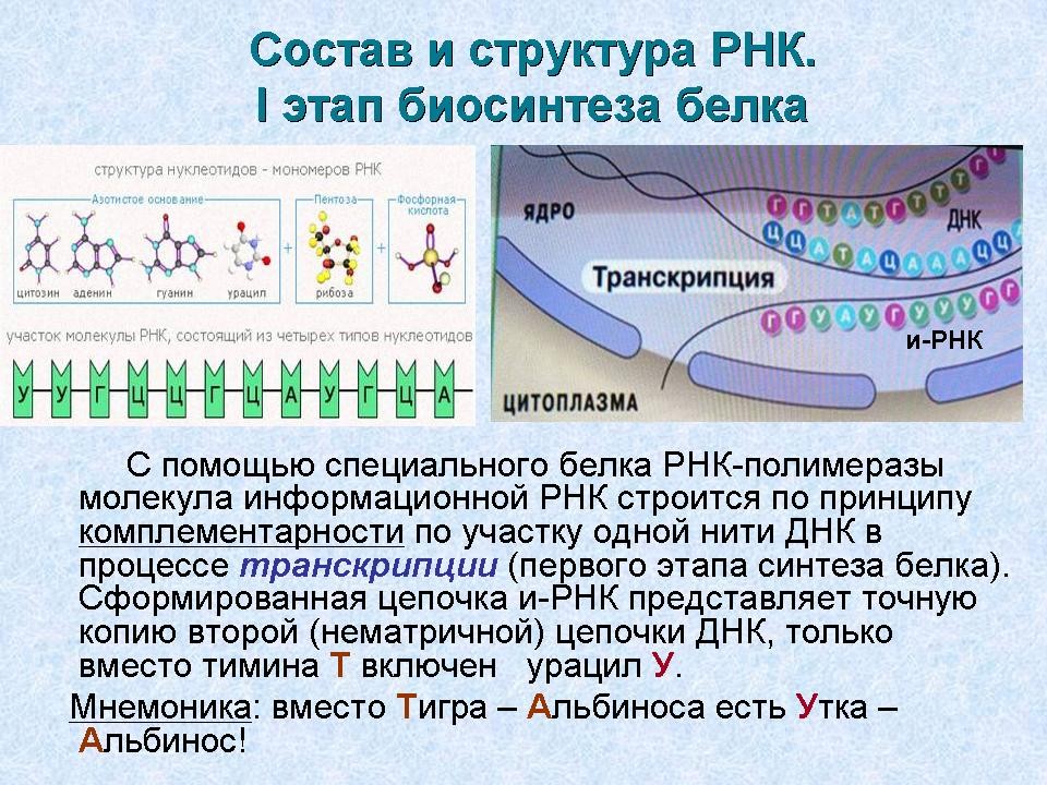 Нуклеиновые кислоты биосинтез белка. Роль нуклеиновых кислот в синтезе белка. Транскрипция Синтез белка. Транскрипция и трансляция в биологии. Нуклеиновые кислоты РНК.