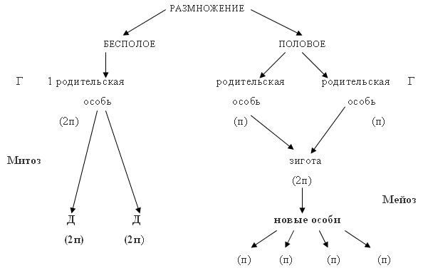 Типы размножения схема