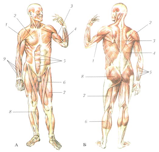 Какая мышца изображена на рисунке. Мышцы туловища и конечностей анатомия. Мышцы тела человека анатомия 8 класс. Биология мышцы туловища и конечностей. Строение мышц туловища и конечностей человека.