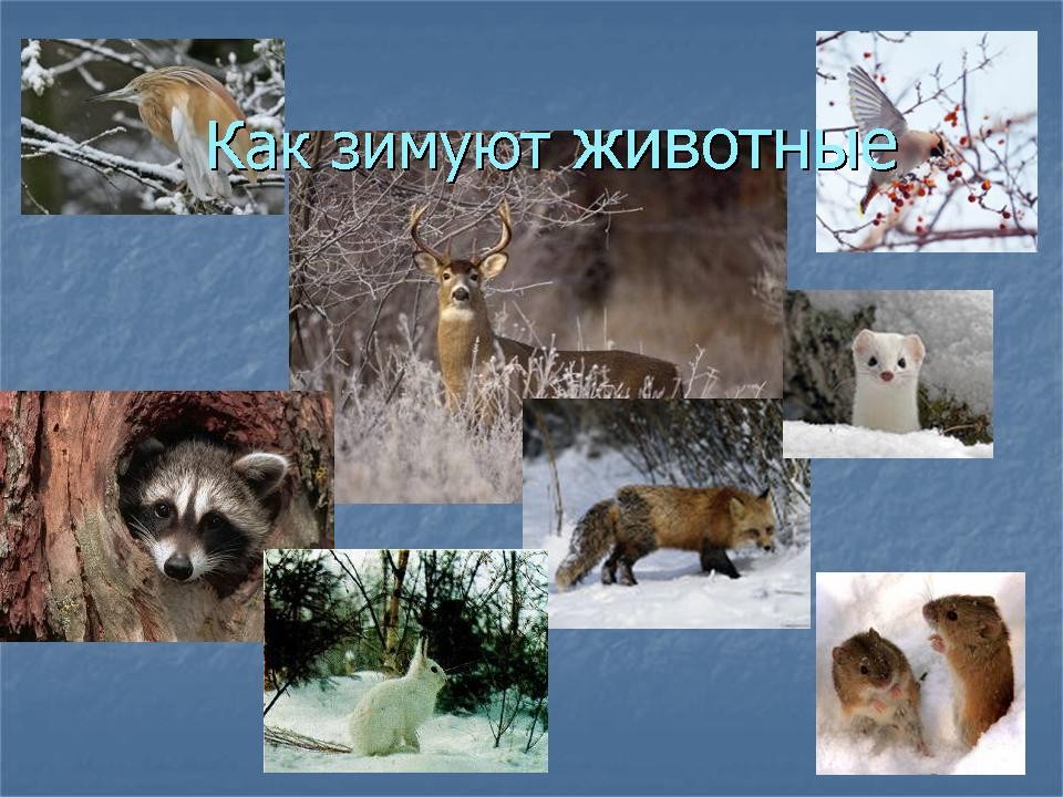 Изменения животных зимой 5 класс биология. Как зимуют животные. Как зимуют звери. Зимующие животные для детей. Как зимуют животные в лесу.