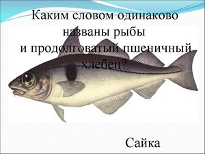 Сайка Рыба Фото