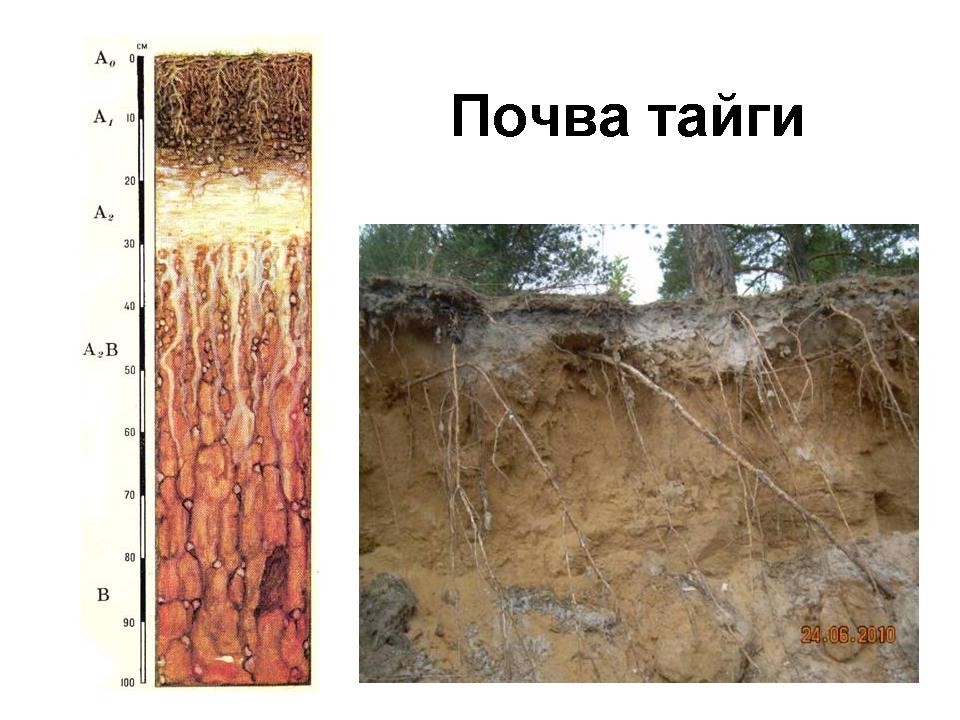 Типы почв тайга и степь. Почвы тайги. Растительная почва тайги. Почвы тайги в России картинки. Какая почва в тайге.