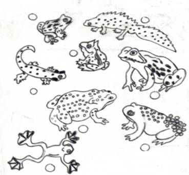 Земноводные тест 1 класс. Земноводные задания. Рисунок земноводных. Земноводные задания для детей. Рисунки земноводных животных.