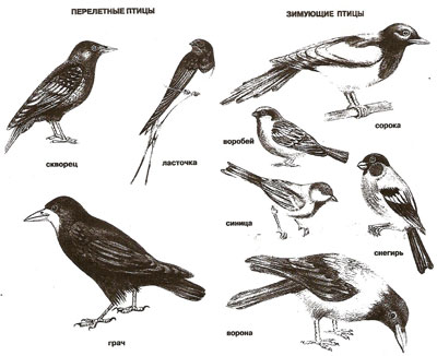 Фото Перелетных Птиц Для Детей