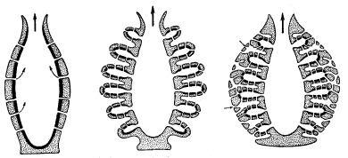 Рис. 4. Три типа строения тела губок: темной полосой обозначен слой хоаноцитов