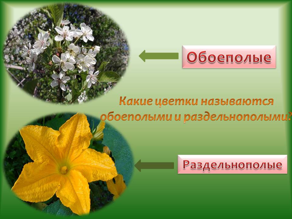 Растения с обоеполыми цветками