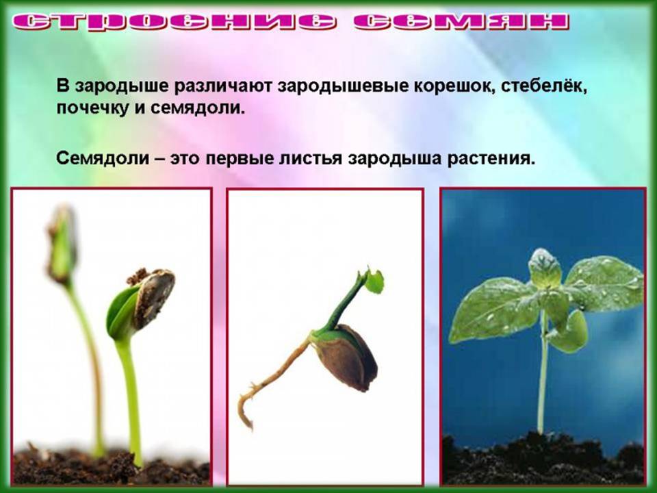 Урок биологии семена. Семядоли это первые растения. Что такое семядоля у растений. Растения с двумя семядолями. Семядоли первые листья.