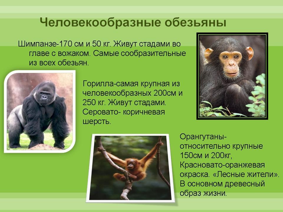 Перечислите человекообразных обезьян. Человекообразные приматы. Описание обезьяны. Приматы характеристика. Шимпанзе человекообразные.