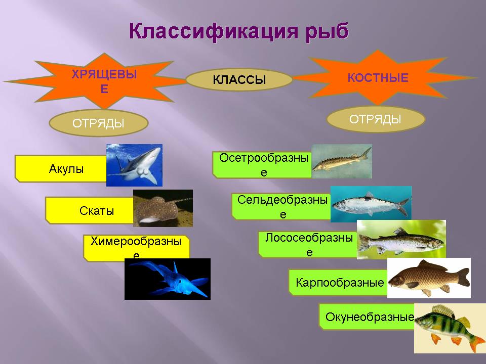 Рыбы примеры 3 класс. Семейства костных рыб таблица. Костистые рыбы систематика. Хрящевые рыбы классификация представители. Систематика рыб схема.