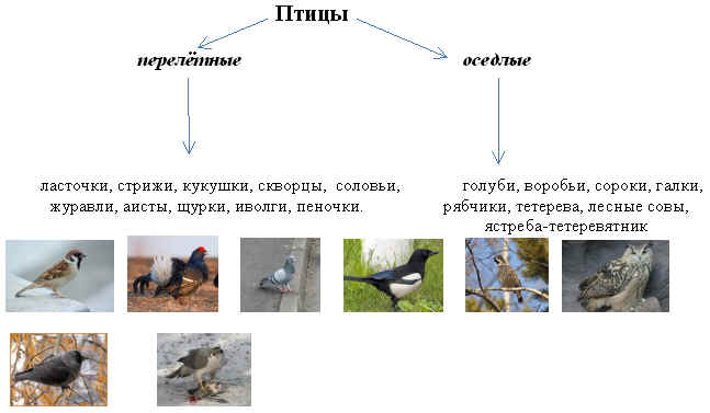 Контрольная по биологии по птицам 7