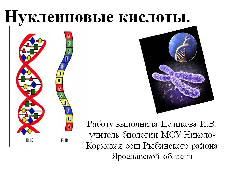 Тема урока: "Особенности строения ДНК и РНК"